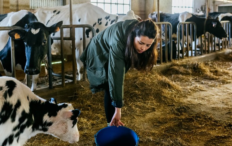 A young farmer tending livestock in a dairy barn