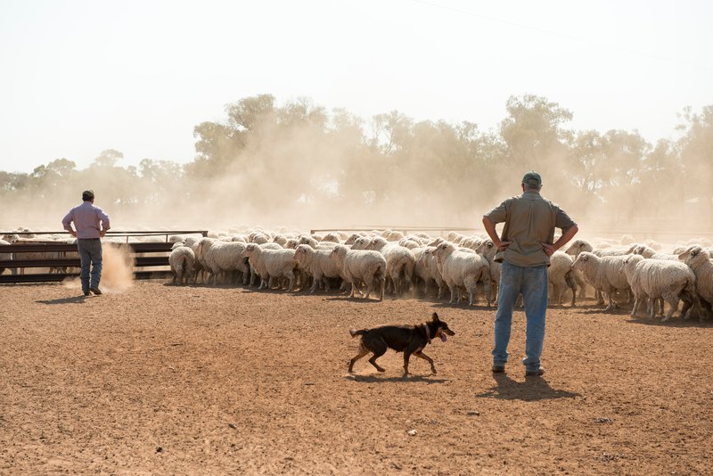 Australian graziers and a kelpie working a mob of merino sheep in dusty stockyards